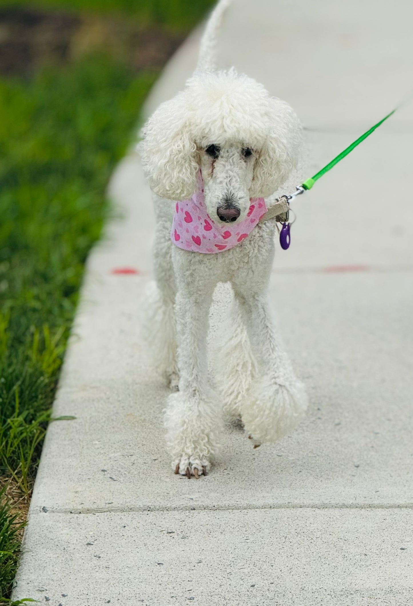Custom Handmade Scrunchie Dog Bandanas – Stylish, Comfortable & Personalized Pet Accessory