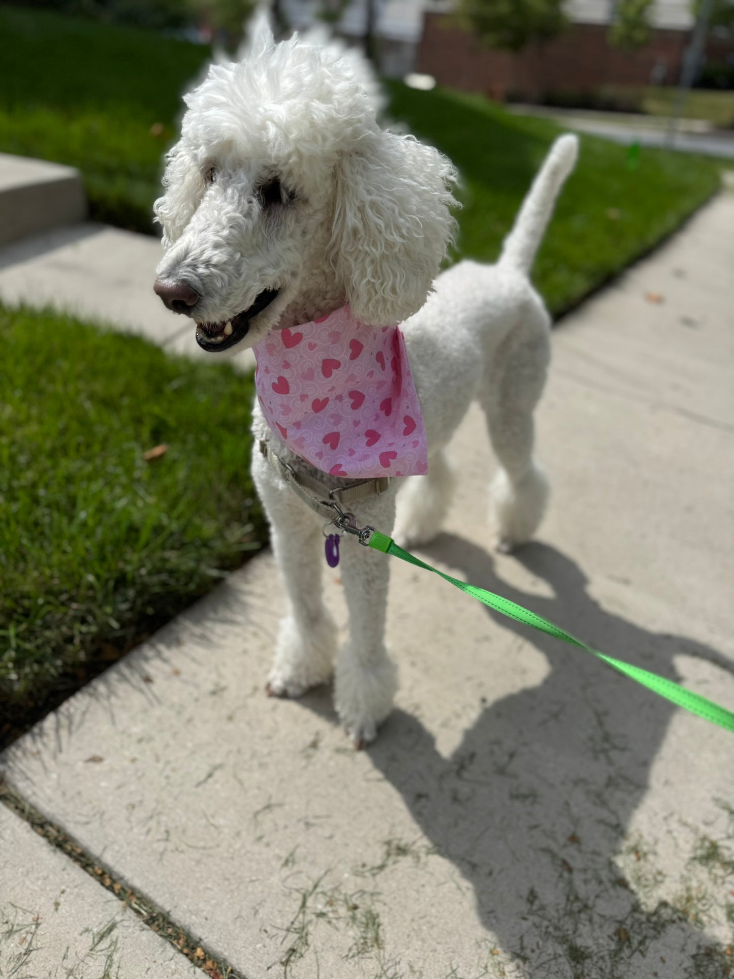 Custom Handmade Scrunchie Dog Bandanas – Stylish, Comfortable & Personalized Pet Accessory
